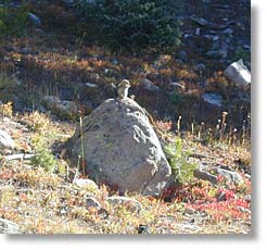 Chipmunk on a rock