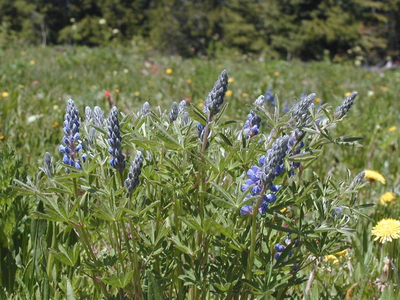 P7030362Lupine