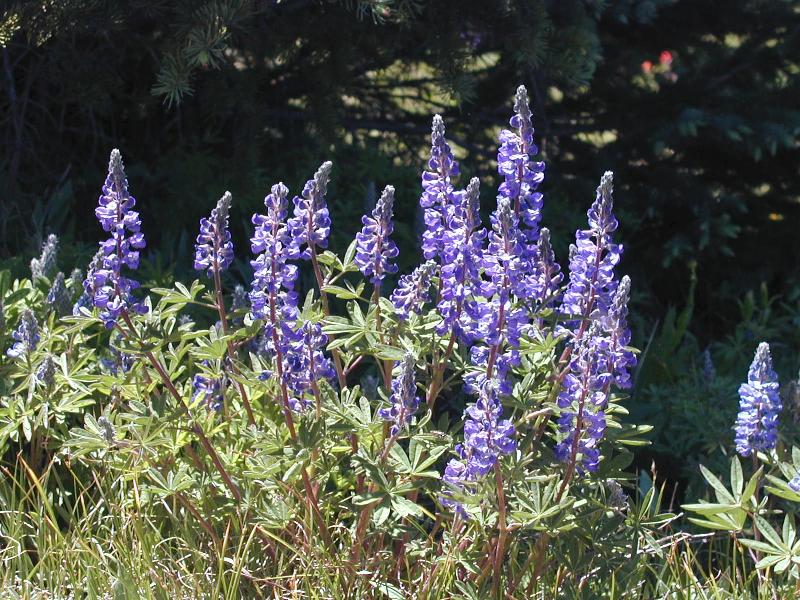 P7030363Lupine