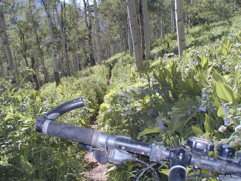 P7040395Trail401