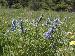 P7030362Lupine