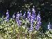 P7030363Lupine