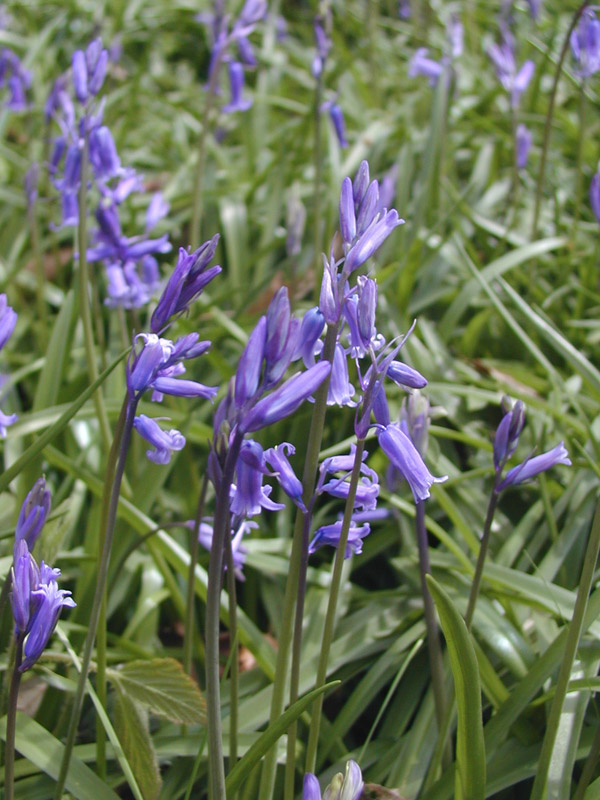 P4220025PurpleFlowers