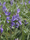 P4220025PurpleFlowers