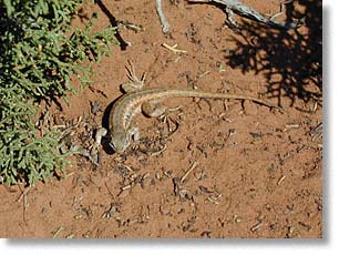 Lizard
