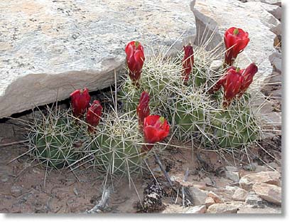 Cactus