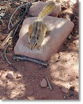 Chipmunk
