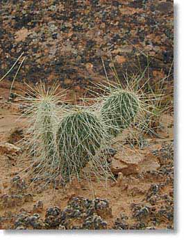 Prickly pear