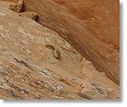 A chipmunk