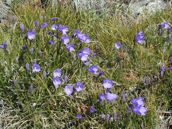 P7280060PurpleFlowers