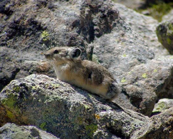 P7280106Pika