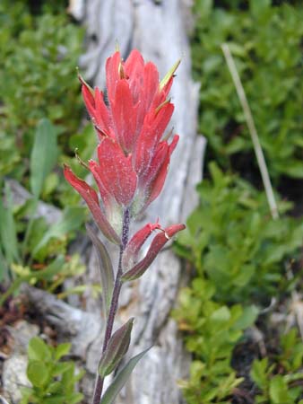 P7280131IndianPaintbrush