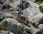 P7280106Pika