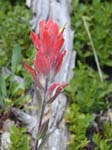 P7280131IndianPaintbrush