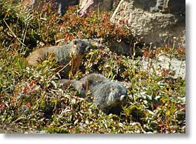 A couple of marmots
