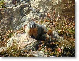 A marmot