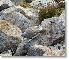 A ptarmigan