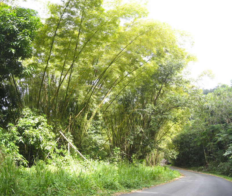 bamboo_edited