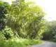 bamboo_edited